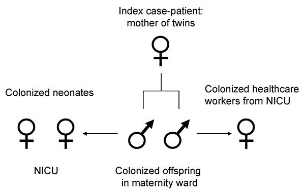 Spread of extended-spectrum β-lactamase–producing Escherichia coli outbreak. NICU, neonatal intensive care unit.