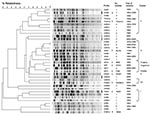 Thumbnail of Dendrogram analysis of 27 pulsed-field gel electrophoresis profiles of Bordetella pertussis isolates circulating in China during 1953–2005. The unweighted pair group method with arithmetic mean with 1% band tolerance and 1% optimization settings was used as the clustering method. * indicates international reference strains (17,23); † indicates vaccine strains from China. Vaccine strains P3s10 and CS represent BpCHR6, and vaccine strain 18530 represents BpFINR13.