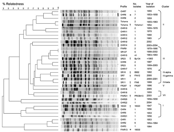 Dendrogram analysis of 27 pulsed-field gel electrophoresis profiles of Bordetella pertussis isolates circulating in China during 1953–2005. The unweighted pair group method with arithmetic mean with 1% band tolerance and 1% optimization settings was used as the clustering method. * indicates international reference strains (17,23); † indicates vaccine strains from China. Vaccine strains P3s10 and CS represent BpCHR6, and vaccine strain 18530 represents BpFINR13.