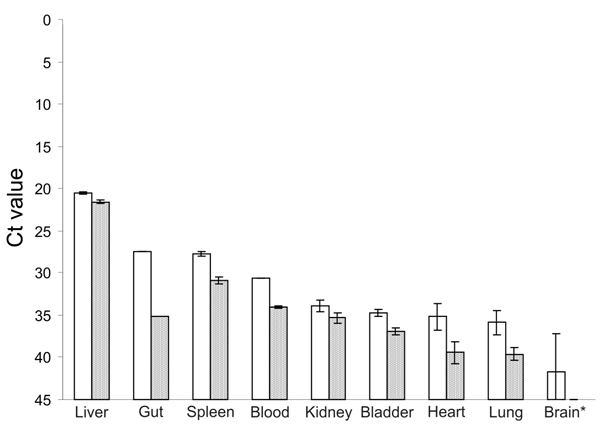 Thumbnail of Results of real-time reverse transcription–PCR showing cycle threshold (Ct) values of viral load in different tissues of Norway rats nos. 63 (white bars) and 68 (gray bars). For RNA isolation, 10 mg of tissue or 10 µL of blood were homogenized and used. The PCR was selective for a region in the open reading frame 2 of rat hepatitis E virus (rHEV) and was based on primers rHEV-forward (5′-TACCCGATGCCGGGCAGT-3′) and rHEV-reverse (5′-ATCCACATCTGGGACAGG-3′) and probe (5′-6FAM-AATGACAGCA