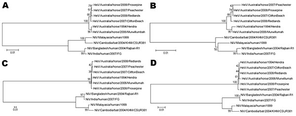 Phylogenetic trees based on the N open reading frame (ORF) (A, B) and the G ORF (C, D), with DNA sequences used for A and C and amino acid sequences for B and D. All sequences were compared with the reference sequences for each of the known henipavirus strains; Hendra virus/Australia/horse/1994/Hendra (GenBank accession no. AF017149), Nipah virus/Malaysia/human/1999 (GenBank accession no. AF212302), Nipah virus/Bangladesh/human/2004/Rajbari, R1 (GenBank accession no. AY988601), Nipah virus/Cambo