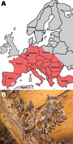 Thumbnail of A) Location of studied maternity bat roost (indicated by asterisk) in the state of Rhineland-Palatinate, Germany (50°25′46.91′′N, 6°55′52.17′′E). Red shading indicates the distribution of the studied bat species (adapted from the IUCN Red List of Threatened Species, v. 2010; www.iucnredlist.org). B) Cluster of Myotis myotis female bats hanging from the roof interior.