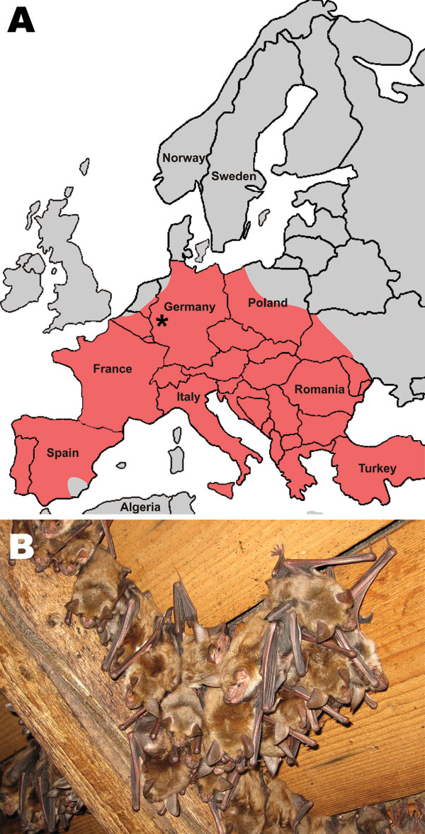 A) Location of studied maternity bat roost (indicated by asterisk) in the state of Rhineland-Palatinate, Germany (50°25′46.91′′N, 6°55′52.17′′E). Red shading indicates the distribution of the studied bat species (adapted from the IUCN Red List of Threatened Species, v. 2010; www.iucnredlist.org). B) Cluster of Myotis myotis female bats hanging from the roof interior.