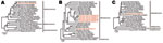 Thumbnail of Phylogenetic relationships of novel bat viruses. A) Coronavirus, B) astrovirus, C) adenovirus. Neighbor-joining phylogenies were generated with MEGA (www.megasoftware.net), by using an amino acid percentage distance substitution model drawn to scale, complete deletion option, and 1,000 bootstrap reiterations. Bootstrap values are shown next to the branches; values &lt;65 were removed for graphic reasons. Viruses newly identified in this study are shown in red. Viral genera are depic