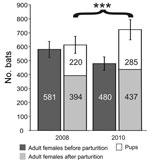 Thumbnail of Myotis myotis bat maternity roost composition and reproductive success. Age composition of bats composing the M. myotis maternity roost under study are depicted before and after parturition in 2 different sampling years, 2008 and 2010. The y-axis represents the number of individual bats, additionally indicated in individual bars. The brace and asterisks represent statistical significance of the gain in total colony size after parturition in 2010, compared with colony size in 2008. E