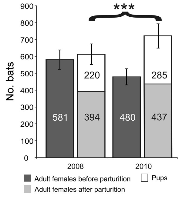 Myotis myotis bat maternity roost composition and reproductive success. Age composition of bats composing the M. myotis maternity roost under study are depicted before and after parturition in 2 different sampling years, 2008 and 2010. The y-axis represents the number of individual bats, additionally indicated in individual bars. The brace and asterisks represent statistical significance of the gain in total colony size after parturition in 2010, compared with colony size in 2008. Error bars rep