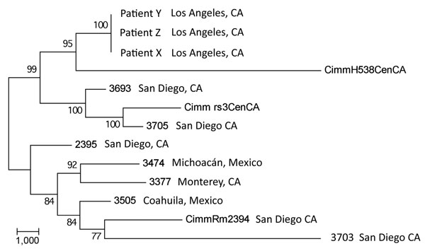 Maximum-parsimony phylogenetic analysis of 13 Coccidioides immitis genomes. MEGA4 (13) was used to conduct maximum-parsimony analysis of all single-nucleotide polymorphism (SNP) loci common to the 3 transplant isolate genomes and the 10 publicly available C. immitis genome sequences (6,10). A total of 32,695 SNP positions were identified in the final dataset, of which 17,080 were parsimony informative. The percentages of replicate trees in which the associated taxa clustered in the bootstrap tes