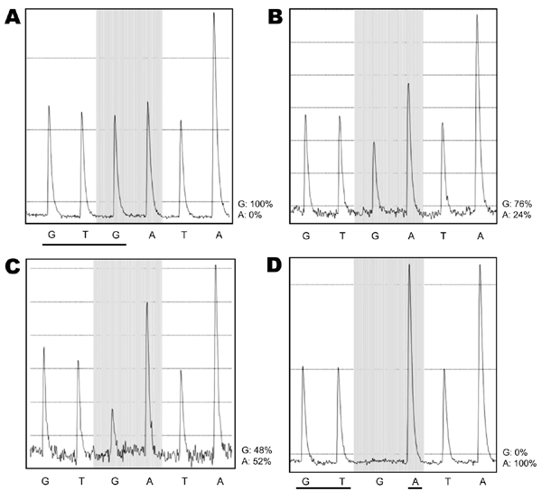 Pyrograms showing evolution of the H275Y mutation in pandemic (H1N1) 2009 virus, Singapore. A) May 29, sample 14 h after receiving oseltamivir shows 100% G. B) May 30, 38-h sample shows 76% G and 24% A. C) May 30, sample at 45 h shows 48% G and 52% A. D) May 30, virus isolated from 38-h sample is 100% A. The shaded area indicates the mutation site, showing the progressive loss of the third base, G, and its replacement by A. In panel A, all bases have peaks of equivalent height because each base