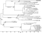 Thumbnail of Maximum clade credibility tree of complete envelope genes of dengue virus type 1 (DENV-1) isolates. Horizontal branches are drawn to a scale of estimated year of divergence. Coalescent times with 95% highest posterior density values (ranges in parentheses) and posterior probability values (all 1.0) of key nodes are shown. Patient convalescent-phase serum samples used for neutralization assays from which virus was isolated are indicated at the end of branches according to their virus