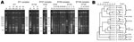 Thumbnail of A) Pulsed-field gel electrophoresis profiles of 165 human isolates of Streptococcus suis serotype 2, after SmaI digestion. Numbers of isolates are indicated in parentheses below pulsotype numbers. B) Dendrogram generated from the pulsed-field gel electrophoresis profiles. ST, sequence type.