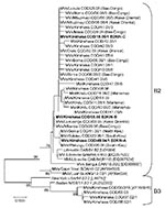 Thumbnail of Phylogenetic tree including genotype B2 and genotype B3 of measles virus (MV) strains from the Democratic Republic of the Congo 2000–2006, and World Health Organization (WHO) reference strains (italics) of the corresponding genotypes and some other genotype B2 strains available in GenBank (accession numbers in brackets). MV strains were named according to WHO nomenclature: MVi/City of isolation.Country/epidemiologic week.year of isolation/isolate number. Sequences obtained from RNA