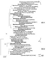 Thumbnail of Phylogenetic tree showing a comparison of genotype B3 strains of measles virus (MV) from Nigeria 1997–1998 and 2003–2005 (boldface) and representative genotype B3 strains from other countries in Africa available in GenBank (accession numbers in brackets) and World Health Organization (WHO) reference strains of genotypes B3.1, B3.2, and B2 (italics). Naming of MV strains and tree calculation were performed on the basis of the 450-nt region that codes for the C-terminus of the MV N pr