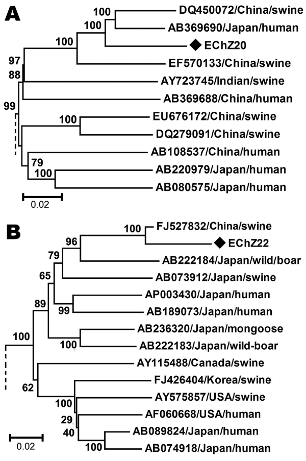 Phylogenetic tree showing alignment of the complete genome of EChZ20 of hepatitis E virus determined in the present study and the referenced genotype 4 isolates with complete genome available in GenBank (A), and the 1,681-nt partial open reading frame 2 sequence of EChN22 and referenced genotype 3 isolates with complete genome available in GenBank (B). The tree was constructed by using the neighbor-joining method and evaluated by using the interior branch test method with MEGA4 software (www.meg