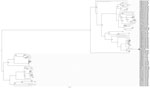 Thumbnail of Bayesian analysis of the G gene of human metapneumovirus (HMPV) isolated from an adult female mountain gorilla that died during an outbreak of respiratory disease, Rwanda. Bayesian phylogenetic analyses of sequence differences of the HPMV glycoprotein gene were conducted by using BEAST, BEAUti, and Tracer analysis software packages (http://beast.bio.ed.ac.uk/Main_Page). Only lineage B HMPVs are shown. The black dot indicates the strain newly isolated from the gorilla; trees are root