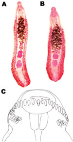 Thumbnail of Echinostoma revolutum specimens recovered from schoolchildren in Pursat Province, Cambodia, which had 2 testes in the postequatorial region. A) An adult worm (8 mm long) showing lobulated testes. B) Another adult worm showing globular testes. C) Head collar of an adult specimen armed with 37 collar spines arranged in a single row, including 5 end-group spines on each side.