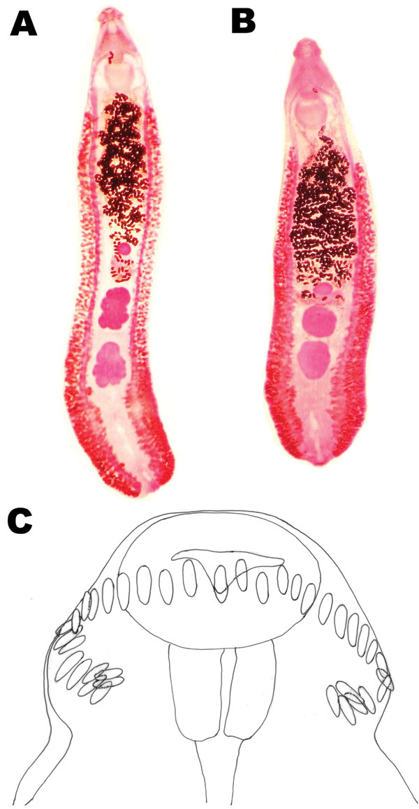 Echinostoma revolutum specimens recovered from schoolchildren in Pursat Province, Cambodia, which had 2 testes in the postequatorial region. A) An adult worm (8 mm long) showing lobulated testes. B) Another adult worm showing globular testes. C) Head collar of an adult specimen armed with 37 collar spines arranged in a single row, including 5 end-group spines on each side.