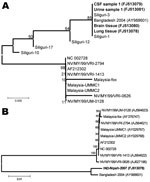 Thumbnail of A) Phylogenetic analysis based on partial nucleocapsid (N) gene nucleotide sequences (159 nt, according to Nipah virus [NiV] Bangladesh sequence, GenBank accession no. AY988601, 168–327 nt) of the 4 NiVs sequenced during this study (boldface). Five sequences of the viruses from Siliguri (8) and from representative NiV sequences obtained from GenBank indicated by the respective accession numbers. Values at different nodes denote bootstrap support. B) Full genome–based phylogenetic an