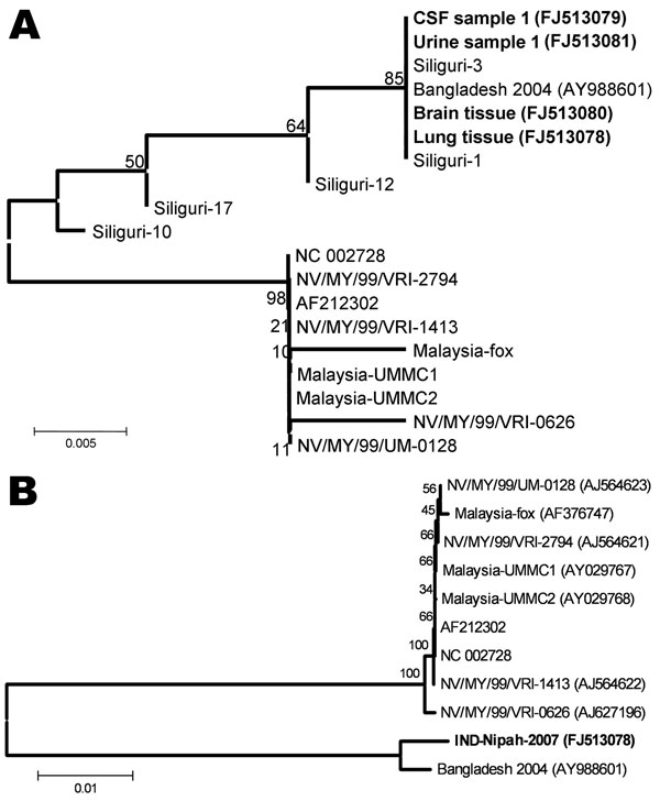 A) Phylogenetic analysis based on partial nucleocapsid (N) gene nucleotide sequences (159 nt, according to Nipah virus [NiV] Bangladesh sequence, GenBank accession no. AY988601, 168–327 nt) of the 4 NiVs sequenced during this study (boldface). Five sequences of the viruses from Siliguri (8) and from representative NiV sequences obtained from GenBank indicated by the respective accession numbers. Values at different nodes denote bootstrap support. B) Full genome–based phylogenetic analysis of the