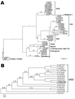 Thumbnail of A) Phylogenetic tree obtained by maximum likelihood analysis of sequences corresponding to the alphavirus NSP4 gene. Alignment used in the analysis had 448 bp and was conducted by using BioEdit software version 7.0.9.0 (www.mbio.ncsu.edu/BioEdit/BioEdit.html). Estimation of the suitable model of nucleotide substitution was carried out by using Modelgenerator (http://bioinf.may.ie/software/modelgenerator). Phylogenetic analysis was run on the PhyML web server (www.atgc-montpellier.fr