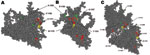 Thumbnail of Hepatis A virus protomer model (11; refined by Ming Luo, University of Alabama, Birmingham, AL, USA), which includes the locations of all of the substituted residues in viral protein 1 detected in the isolated variants during 2005–2009. A) Front view of the external surface. B) Lateral view. C) View of 2 adjacent protomers, showing the close contact of residues 1171 and 1280. Red, residues forming the immunodominant site; yellow, residues substituted in monoclonal antibody–resistant