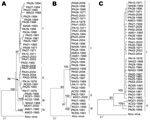 Thumbnail of Phylogenetic analysis of 36 Oropouche virus strains: A) N gene (693 nt), B) Gn gene (644 nt), and C) large (L) gene (634 nt), showing different topologies. Bootstrap values obtained by using maximum parsimony and neighbor-joining methods are placed over each main node of the tree corresponding to the phylogenetic groupings. The arrow indicates the exact position of the bootstrap value in the tree. Scale bars indicate 10% nt divergence.