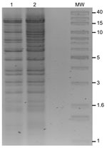 Thumbnail of BglII restriction digests of New Delhi metallo-β-lactamase (pNDM)–Kp10469 (lane 1) and pNDM-Ec10505 (lane 2). MW, 1-kb extension ladder molecular mass marker (Invitrogen, Carlsbad, CA, USA). Sizes (kb) are indicated for some bands.