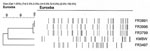 Thumbnail of Genomic analysis of Bordetella petrii isolates chromosomal DNA profiles obtained after digestion with XbaI. Identity of the isolates is indicated.