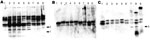 Thumbnail of Western blot analysis of 10 μL of bacterial suspension (1.8 × 1010 CFU/mL) loaded to a gel and subjected to electrophoresis. The proteins were transferred onto a nitrocellulose membrane, which was incubated in mouse or human serum as described in Materials and Methods. Serum samples used were convalescent-phase serum of the Bordetella petrii–infected patient (A), a pool of serum specimens from B. pertussis–infected patients (B), and a pool of serum specimens from B. bronchiseptica–i