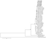 Thumbnail of Phylogenetic trees of West Nile virus strains isolated during outbreaks in Italy, 2008–2009, based on nucleotide sequences of the complete envelope gene. Phylogenetic tree and distance matrices were constructed by using nucleotide alignment, the Kimura 2-parameter algorithm, and the neighbor-joining method implemented in MEGA version 4.1 (www.megasoftware.net/mega4/mega41.html). The tree was rooted by using Usutu virus as the outgroup virus. The robustness of branching patterns was