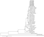 Thumbnail of Genomic region encompassing nonstructural (NS) 3, NS4a, NS4b, and NS5 genes. Phylogenetic tree and distance matrices were constructed by using nucleotide alignment, the Kimura 2-parameter algorithm, and the neighbor-joining method implemented in MEGA version 4.1 (www.megasoftware.net/mega4/mega41.html). The tree was rooted by using Usutu virus as the outgroup virus. The robustness of branching patterns was tested by 1,000 bootstrap pseudoreplications. The percentage of successful bo