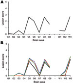 Thumbnail of Tg338 mouse vacuolation lesion profiles of mice infected with scrapie. Only clinically affected mice were considered when generating the lesion profiles. Number in parentheses indicates the mean incubation period of the mice, which contributed to the lesion profile. A) The donor AHQ/AHQ sheep (177 ± 3; n = 10). This profile is compatible with that obtained from other naturally-occurring cases of atypical scrapie (19,20). B) Recipient sheep brain and distal ileum. Cerebellum from ani