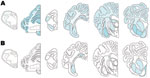 Thumbnail of Distribution of immunolabeling in sheep infected with scrapie. A) animal 12, B) animal 11. Animal 12 exhibits the same distribution and type of immunolabeling as seen in natural disease (23). In animal 11, immunolabelling was much more restricted and did not involve the cerebellum.