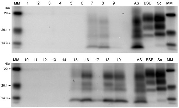 Western immunoblots showing clear atypical scrapie profiles in sheep in the following brain regions; brainstem of donor ARRa (lane 7), frontal cortex of donor ARRb (lane 8) and frontal cortex of donor AHQ (lane 19). The hippocampus and basal nuclei of recipient animal 11 (lanes 15 and 16, respectively) and cerebellum of recipient animal 12 (lane 18). No discernible signal was seen in the medulla of donor ARRb (lane 9), and only a faint profile was visible for the obex of recipient animal 12 (lan