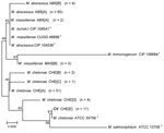 Thumbnail of Neighbor-joining tree of a 1,341-bp region of unique 16S rRNA gene sequences of 138 clinical isolates and reference strains of the Mycobacterium chelonae-abscessus complex. Branch support is recorded at nodes as a percentage of 1,000 bootstrap iterations. Clinical isolates are labeled by the identification, followed by the sequevar group and the number of isolates. Scale bar indicates nucleotide substitutions per site. CIP, Collection of Institute Pasteur; CCUG, Culture Collection, 