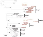 Thumbnail of Maximum-likelihood phylogenetic tree of Upper Texas Gulf Coast, USA, West Nile virus isolates, 2002–2009. The tree was inferred from open reading frame sequences of 33 Upper Texas Gulf Coast isolates and NY99 by using PhyML (17) and rooted with IS-98 STD. The outgroup has been removed. Bootstrap values are for 1,000 replicates and only values &gt;500 are shown. Groups 1–3 were previously identified by May et al. (12). Red, isolates sequenced in this study. Scale bar indicates nucleo