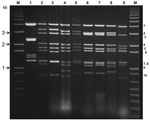 Thumbnail of Electrophoretic analysis of genomic double-stranded RNAs from the Orbivirus species and mammalian orthoreoviruses. Bluetongue virus double stranded RNA preparations were analyzed by electrophoresis in a 1% agarose gel containing 0.5 μg/mL ethidium bromide and visualized by exposure to ultraviolet light. Genome segments are numbered, in order of decreasing molecular weight. DNA markers were run (lanes M) to enable estimation of molecular weights. Lane 1, orthoreovirus (MOR2004/01); 2