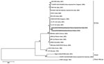 Thumbnail of Phylogenetic relationships among chikungunya virus isolates from cases of chikungunya fever in France, based on complete E2-6K-E1 nucleotide sequence (2,771 nt) analysis. Gray shading indicates imported and autochthonous strains. Sequence alignments were performed by using BioNumerics version 5.1 (www.applied-maths.com). Phylogenetic analysis was inferred by using the maximum-likelihood method as implemented in MEGA version 5 software (www.megasoftware.net). Bootstrap support values