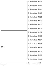 Thumbnail of Consensus maximum-parsimony tree derived from analyzing 8 concatenated gene fragments including a total of 4,470 aligned nucleotides by using PAUP* 4.0 (8). The number 545 on the branch indicates the total number of variable nucleotide positions (out of the 4,470 nt) separating Geomyces pannorum M1372 from the clonal genotype of G. destructans identified here. Fifty of the 545 variable sites correspond to insertions and deletions. Scale bar indicates number of nucleotide substitutio