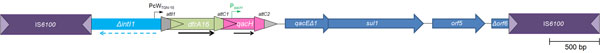 Physical map of the class 1 integron from Corynebacterium diphtheriae FRC24. Thin arrows represent coding sequences of dfrA16 and qacH genes. Dashed arrow indicates the coding sequence of intI1 disrupted by IS6100. The recombination sites attI1, attC1, and attC2 are represented by triangles.