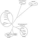 Thumbnail of Phylogenetic tree for the 765-bp sequence of open reading frame 2 of the capsid gene of rabbit hepatitis E virus (HEV) isolate USRab-14 from the United States, 2 rabbit HEV isolates (GDC9 and GDC46) from China, representative genotype 1–4 HEV strains, avian HEV, rat HEV, and novel wild boar HEV. GenBank accession numbers are shown for each HEV strain used in the phylogenetic analysis.