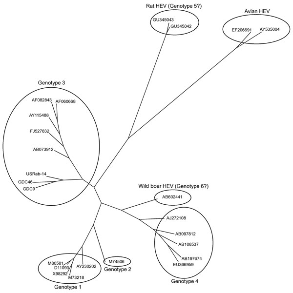 Phylogenetic tree for the 765-bp sequence of open reading frame 2 of the capsid gene of rabbit hepatitis E virus (HEV) isolate USRab-14 from the United States, 2 rabbit HEV isolates (GDC9 and GDC46) from China, representative genotype 1–4 HEV strains, avian HEV, rat HEV, and novel wild boar HEV. GenBank accession numbers are shown for each HEV strain used in the phylogenetic analysis.