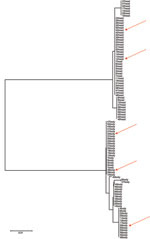 Thumbnail of Neighbor-joining tree based on cytochrome b gene sequencing of head and body lice collected from 50 persons, Ethiopia. Arrows indicate lice positive for Bartonella quintana.