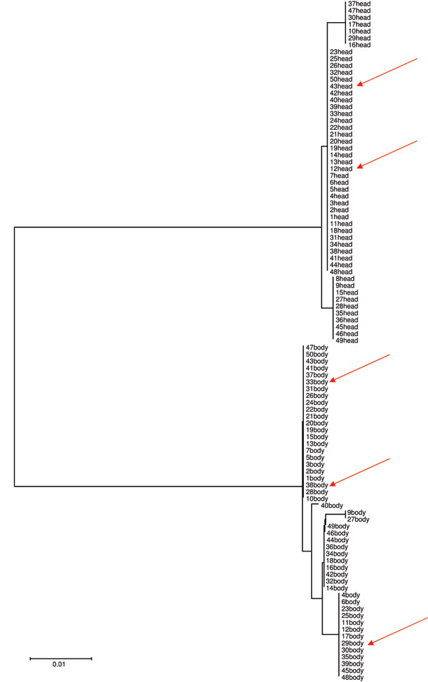 Neighbor-joining tree based on cytochrome b gene sequencing of head and body lice collected from 50 persons, Ethiopia. Arrows indicate lice positive for Bartonella quintana.