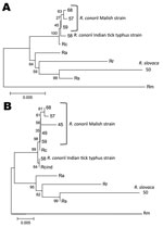 Thumbnail of Multilocus sequence analysis of Rickettsia spp. Evolutionary history was inferred by using the neighbor-joining method for (ATP synthase α subunit (atpA)–heat shock protein 70 (dnaK)–outer membrane protein A (ompA)–ompB–citrate synthase (gltA)–17-kDa A) and ompA–ompB sequences (B). The optimal tree with the sum of branch length = 0.06205323 (A) and 0.11097561 (B) is shown. The percentage of replicate trees in which the associated taxa clustered together in the bootstrap test (1,000 