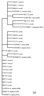 Thumbnail of Phylogenetic relationships based on Anaplasma phagocytophilum 16S rRNA gene fragment sequences obtained from wild boars and engorged Ixodes ricinus ticks and selected sequences from GenBank. The scale bar indicates an evolutionary distance of 0.001 nt per position in the sequence. Inference was made by using the neighbor-joining algorithm method (Vector NTI Advance 10.3.0; Invitrogen Corp., Carlsbad, CA, USA).