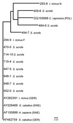 Thumbnail of Phylogenetic relationships based on Anaplasma phagocytophilum ankA gene fragment sequences obtained from wild boars and engorged Ixodes ricinus ticks and selected sequences from GenBank. The scale bar indicates an evolutionary distance of 0.001 nt per position in the sequence. Inference was made by using the neighbor-joining algorithm method (Vector NTI Advance 10.3.010.3.0; Invitrogen Corp., Carlsbad, CA, USA).