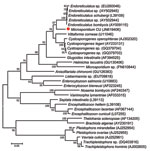 Thumbnail of Phylogenetic tree inferred from the small subunit rRNA sequences of microsporidia in this study and those in the GenBank database by using the maximum-likelihood method as implemented in MEGA5.05 software (2). Red circle indicates a novel microsporidium identified in this study (Microsporidium CU) that caused myositis. GenBank accession numbers are listed in parentheses after each species. Bootstrap percentages &gt;50% based on 1,000 replicates are shown on the branches. The tree is