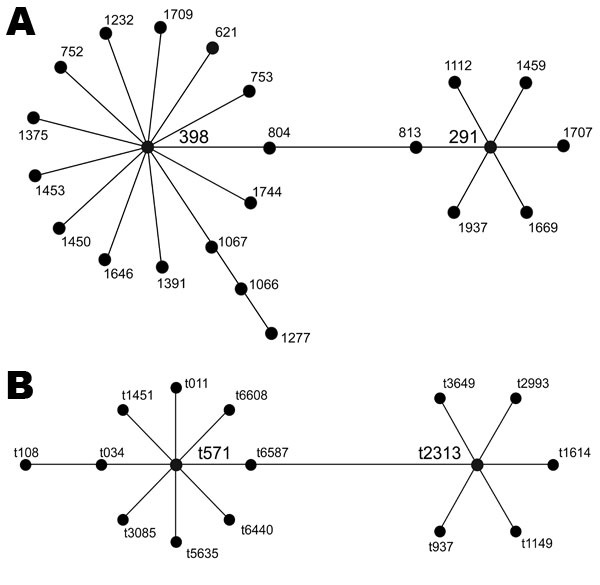 A) Schematic representation of Staphylococcus aureus clonal complex (CC) 398, generated by eBURST version 3 from the S. aureus multilocus sequence typing database (http://saureus.mlst.net) as of September 2011. Subgroup founders sequence type (ST) 398 (3–35–19–2–20–26–39) and ST291 (3–37–19–2–20–26–32) are double locus variants, despite the depiction of intervening STs ST804 (3–35–19–2–20–26–2) and ST813 (3–37–19–2–20–26–2). Subgroup founders are denoted in larger font. B) spa clonal complex (sp