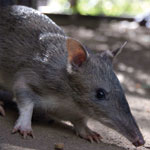 Thumbnail of Long-nosed bandicoot (Perameles nasuta). Photograph courtesy of Taronga Zoo, Sydney, New South Wales, Australia.