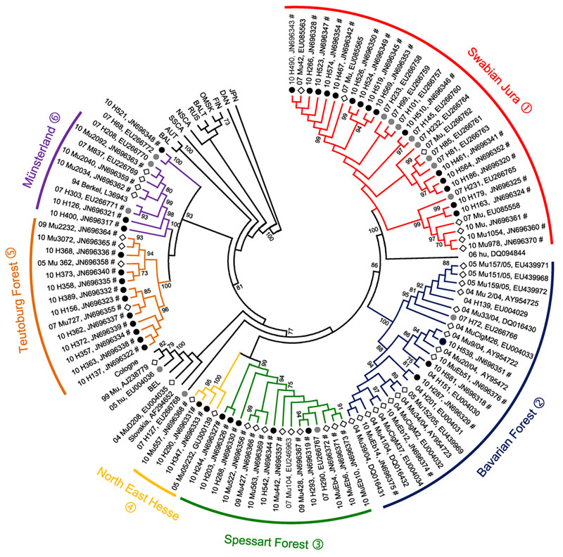 Neighbor-joining phylogenetic tree (TN93 evolutionary model) of Puumala virus (PUUV) strains constructed on the basis of partial sequences of the small segment (504-nt sequence, nt positions 392–894). Bootstrap values &gt;70%, calculated from 10,000 replicates, are shown at the tree branches. Analysis was performed by using MEGA5 software (www.megasoftware.net). PUUV-like sequences from Japan (JPN) were used as outgroup. Numbers from 04 to 11 in front of the sample names indicate the year (2004–